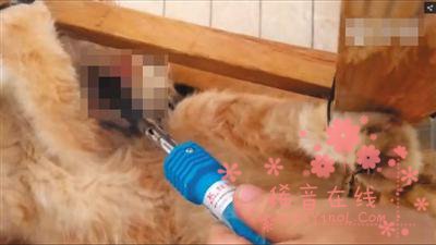 大学生虐猫被人肉 虐猫群按数量晋级