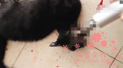 大学生虐猫被人肉 虐猫群按数量晋级