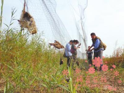 国家林业局赴津冀督导候鸟保护 天津解救3000只鸟