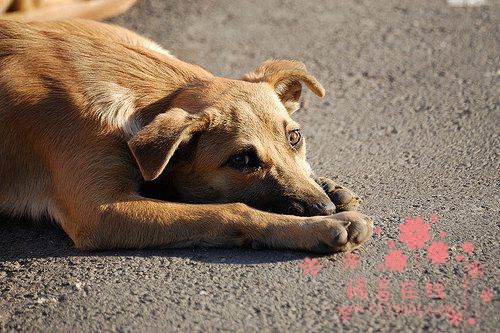 预防狂犬病要从犬只免疫做起