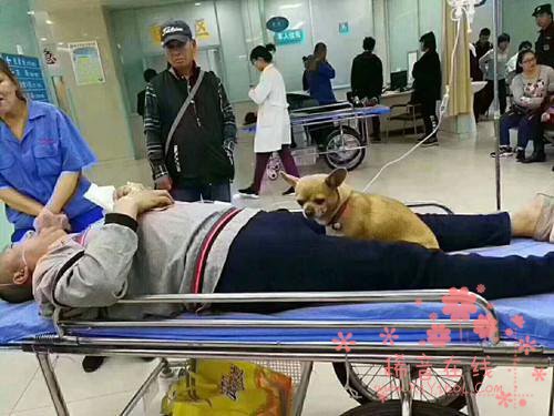 老人遛狗突发脑溢血 忠犬全程守护不让人靠近