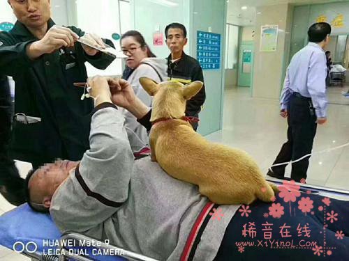 老人遛狗突发脑溢血 忠犬全程守护不让人靠近